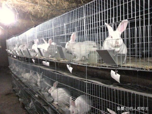 100只肉兔一年能赚多少钱？怎么做？