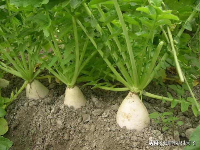 现在农村种植啥好呢？