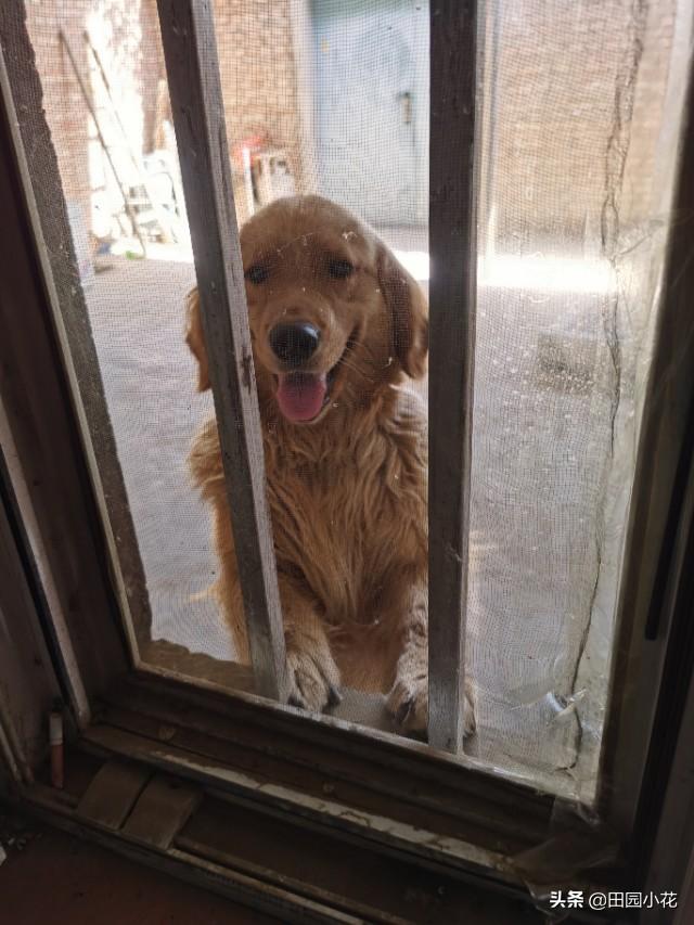 东莞金毛犬吧:金毛纯色的好还是黄白相间的好？