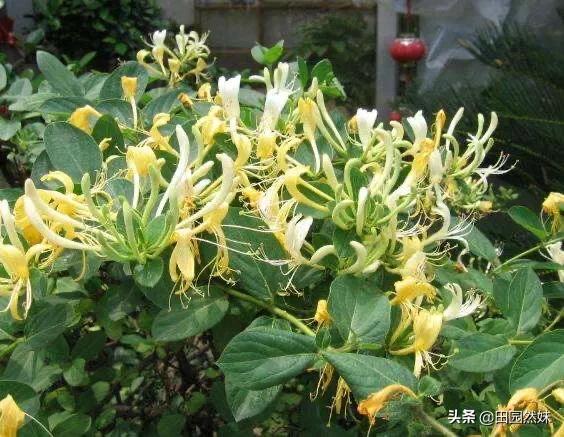 今年喜马拉雅山帝王花图片:珠穆朗玛峰的顶端有何特别之处，为什么有人非要爬上去看看？