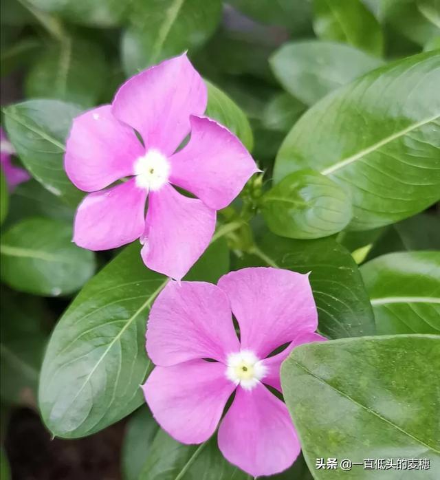 长春花怎么养(长春花怎么养爆盆)