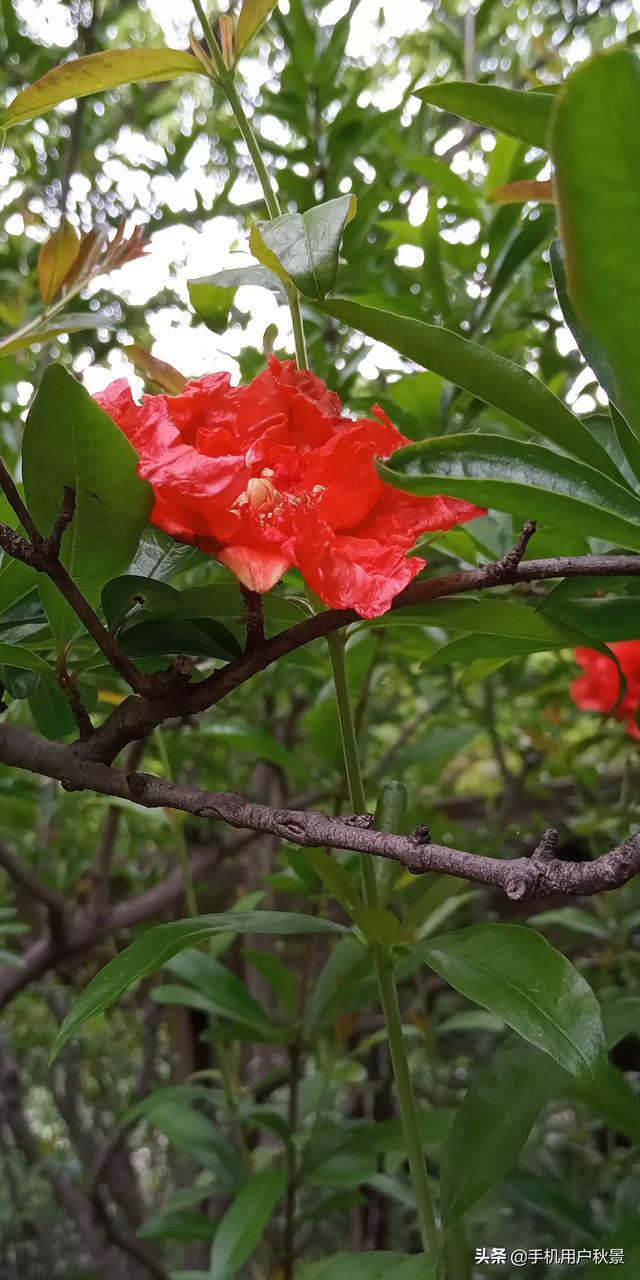 头条问答 - 代表着子孙满堂的石榴花,摄影爱好者要如何拍摄它?