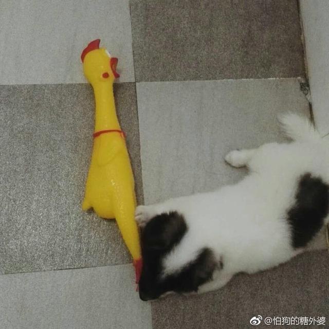 我家泰迪怕狗怎么办:为什么有些泰迪害怕去宠物店？