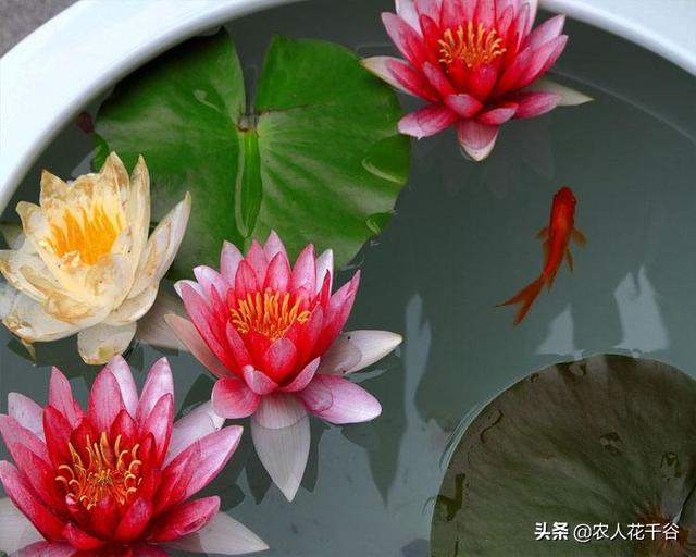 腋斑普提鱼之隆头鱼科:腋斑普提鱼 对在水缸养鱼养睡莲有什么好的建议吗？