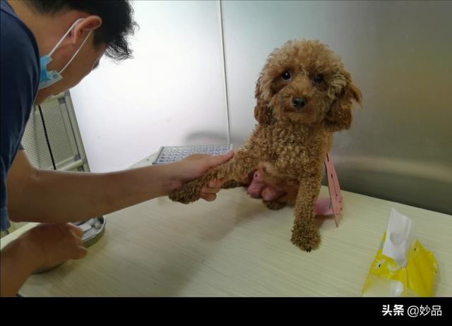 狗狗每晚都过来上我中宁小说网:哪些方面能体现狗狗对你很信任？