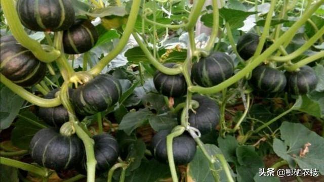 头条问答 栗子南瓜春季日光温室栽培 如何做好定植后的管理 鄂硒发现的回答 0赞