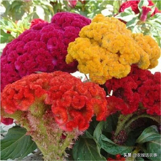 墙根小花池种植什么好？