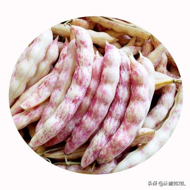 头条问答 如何种植豆角 从善如刘l的回答 0赞