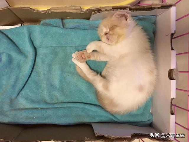 猫咪尼古丁中毒的症状，除了巧克力之外，还有哪些食物对猫咪有危险