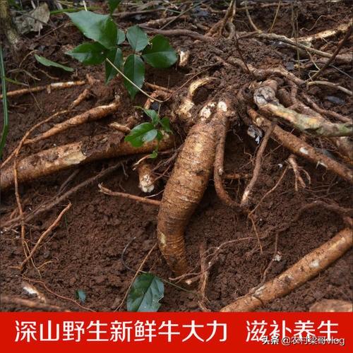 我先给大家介绍一下牛大力,别名:猪脚笠,金钟根,山莲藕,倒挂金钟,大力