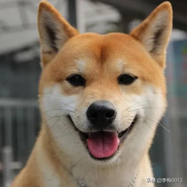 日本柴犬图片:怎么区分秋田犬和柴犬的图片？