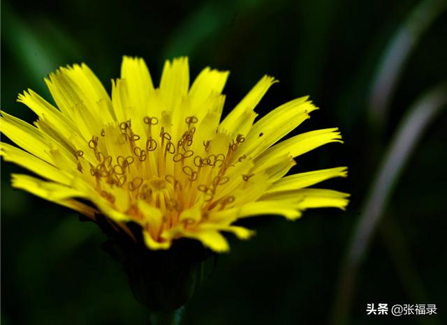 紫玉兰高清图片:可爱的你能分享这个春天拍的花花嘛？