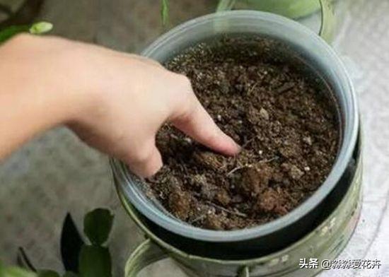 花叶万年青根系发达吗:花叶万年青怎么长得粗壮 花叶万年青怎样盆栽和管理？