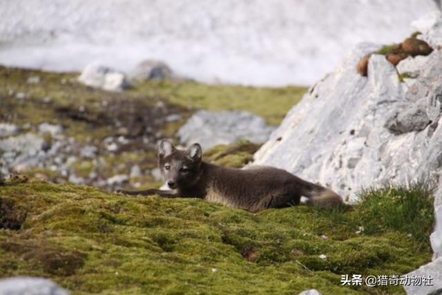 格陵兰海豹断奶后:北极狐的繁殖能力有多强？