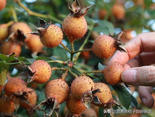 世界上营养价值最高的水果是？