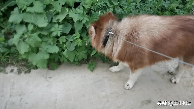 警卫犬:第一次养狗如何选择狗狗品种？