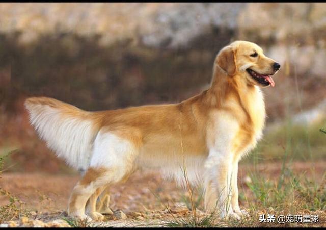 美国猎狐犬的品种简介:美国猎狐犬叫什么名字 寻回猎犬都有哪些，它们的前身是干什么的？