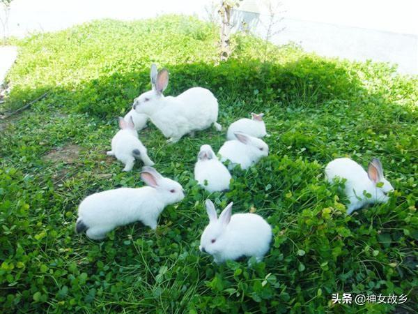 肉兔养殖技术教程:肉兔要如何育肥比较有效？