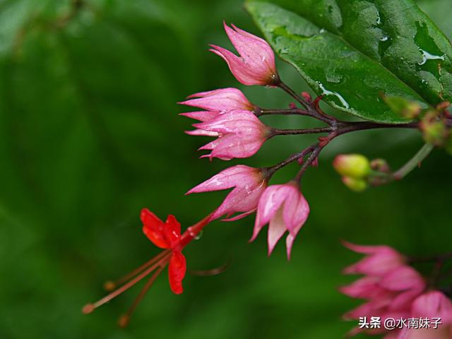 园林植物龙吐珠图片:在北方的冬季，如何养护龙吐珠？能否换盆？