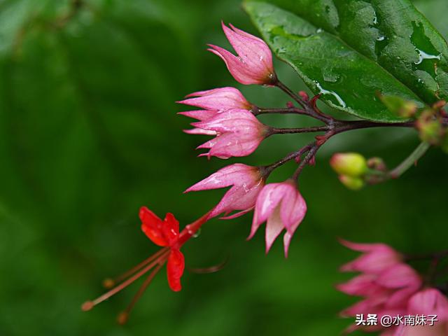 龙吐珠花图片:龙吐珠叶片发黄变黑是怎么回事？