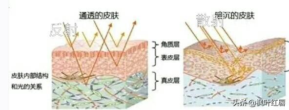 白化维多利亚肺鱼:古埃及到底是黑人文明还是白人文明还是阿拉伯人文明？