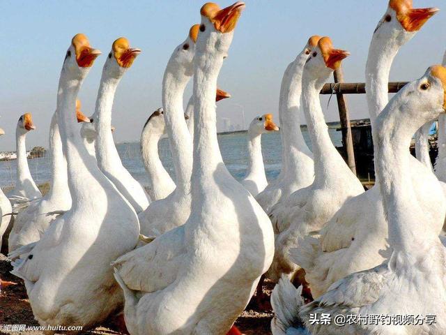 农安实验动物用品经销部:现在有些地方的大鹅为什么烂市？