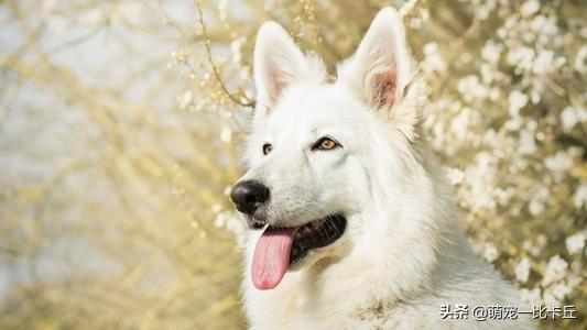 匈牙利牧羊犬了解一下:边境牧羊犬有哪些我们不知道的优点？