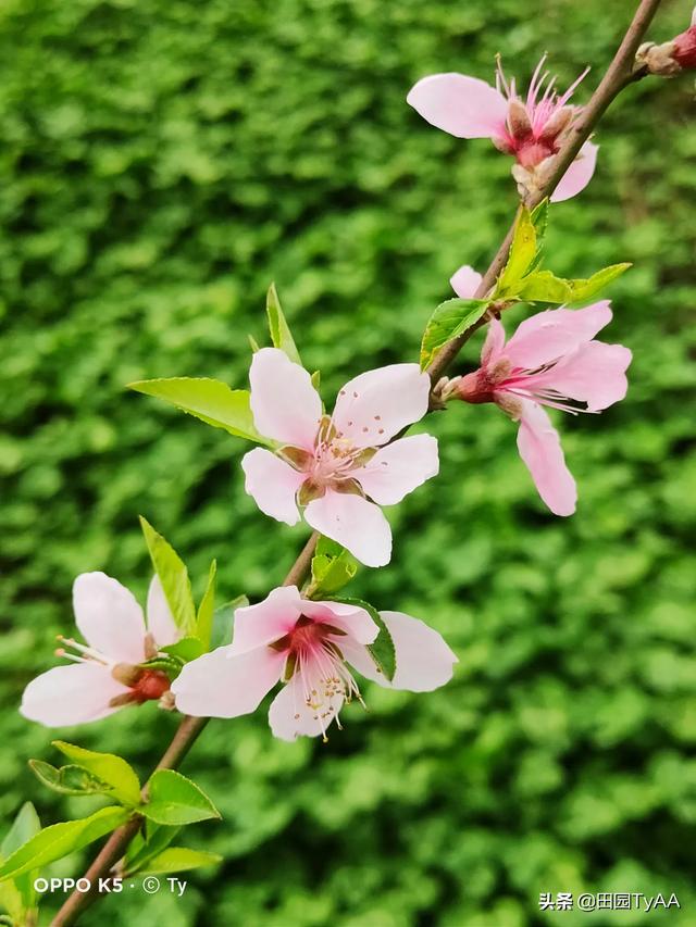 阿牛的歌:请根据阿牛的《桃花朵朵开》的歌词，拍摄出一套摄影组图？