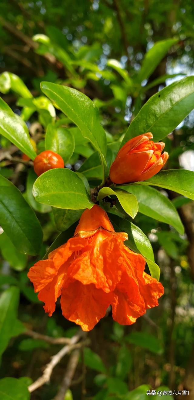 头条问答 - 代表着子孙满堂的石榴花,摄影爱好者要如何拍摄它?