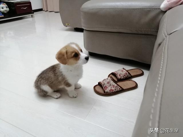 两个月大古牧吃什么狗粮好:2个月的拉布拉多幼犬吃什么狗粮比较好？