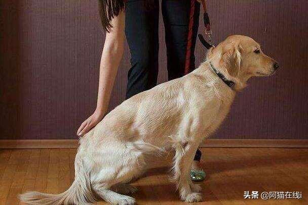 训练狗狗:训练狗狗起码要做到哪一点？