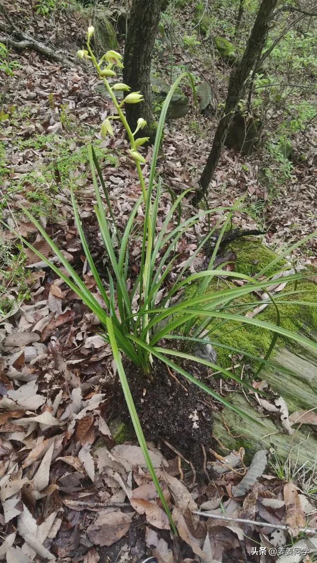 头条问答 兰草花该如何养 无糖加冰v的回答 0赞