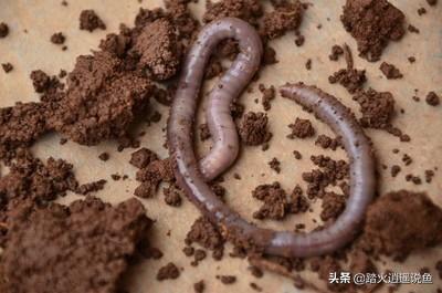 蚯蚓吃什么食物腥味大:在农村果树下面挖的蚯蚓可以食用吗？