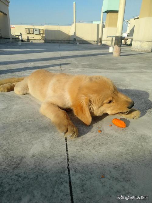 减肥边境牧羊犬吃什么:不吃东西的边境牧羊犬可以喂什么？