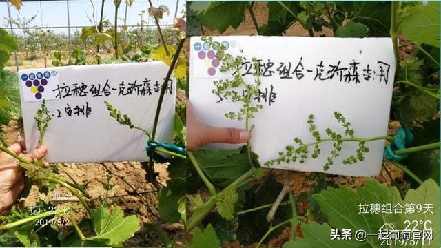 红乳葡萄种植视频:种植葡萄过程中，最为关键的步骤是哪些？