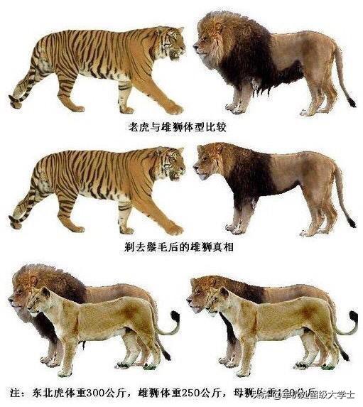 阿根廷杜高vs狮子:雄狮几岁成年，一头成年雄狮可以对抗多少只鬣狗？