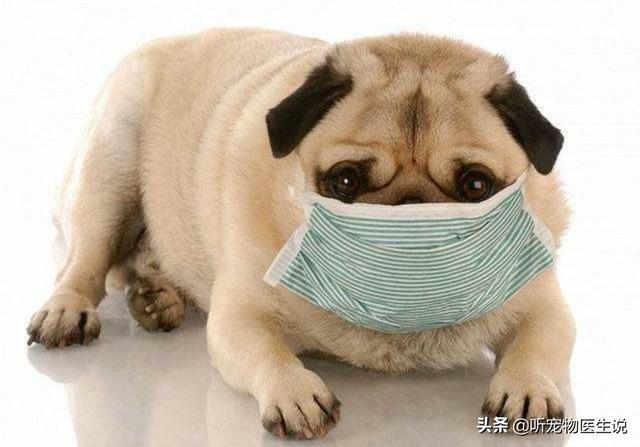 小巴哥犬感冒:巴哥犬生病时，有什么信号？