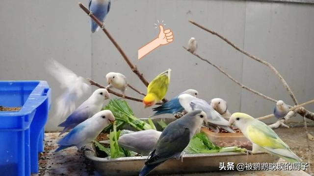 虎皮鹦鹉拉肚子粪便图:虎皮鹦鹉为什么在窝里拉屎？该怎么办？