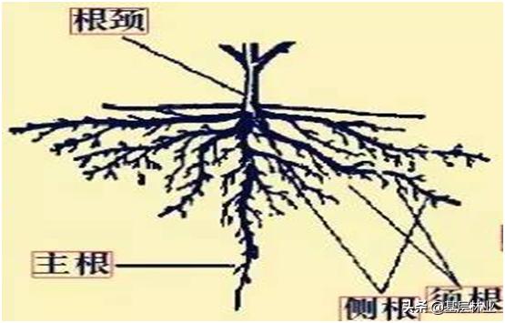 落地生根图片:大树移栽三个月后能用生根液吗？会有效果吗？