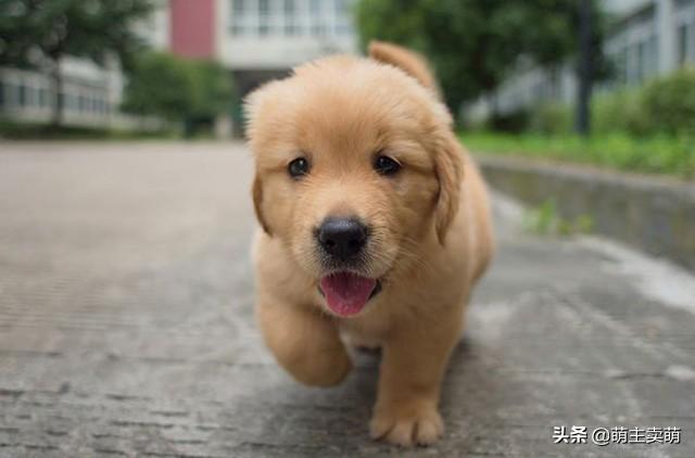 巅峰狗粮怎么喂:两个月大的金毛怎么喂食?狗粮一次喂多少粒？