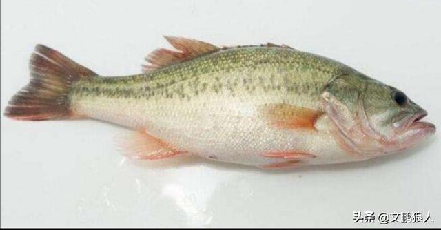 头条问答 哪种淡水鱼寄生虫少 24个回答