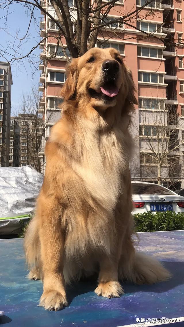 边牧犬图片:边牧犬图片 价格 家庭养边牧选择什么血统的？