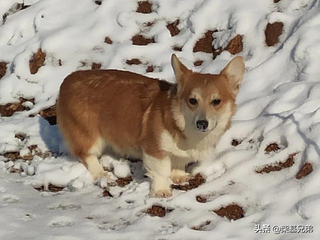 狗咬胶还用泡吗:狗狗多大吃狗粮才不用泡水？