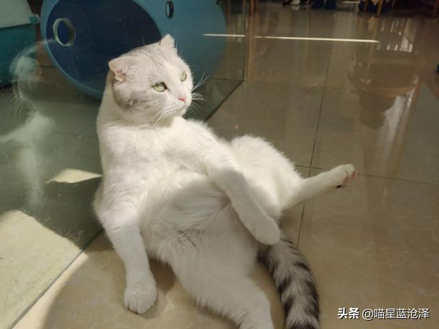 恶心寄生虫:我家猫咪，拉粑粑很多白色虫子，吃什么驱虫药，好恶心啊