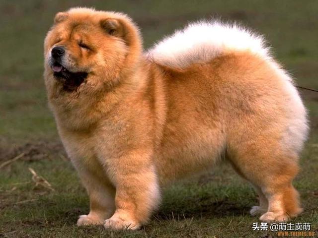 苏俄猎狼犬专卖:体味很大、很臭的狗狗有哪些？ 苏俄猎狼犬图片