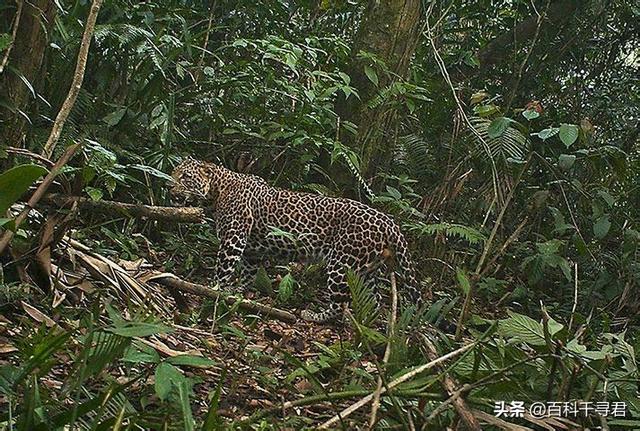 山地大猩猩:为什么感觉花豹经常能轻易杀死黑猩猩和大猩猩并且捕食？