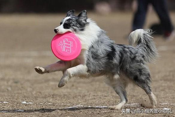 南都 狗接飞盘:我有一条东德牧羊犬五个月了，请问一下飞盘怎么训？