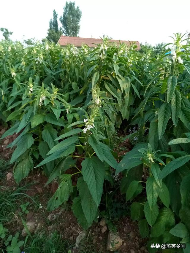 芝麻产量那么低,为什么还有农民种植它？