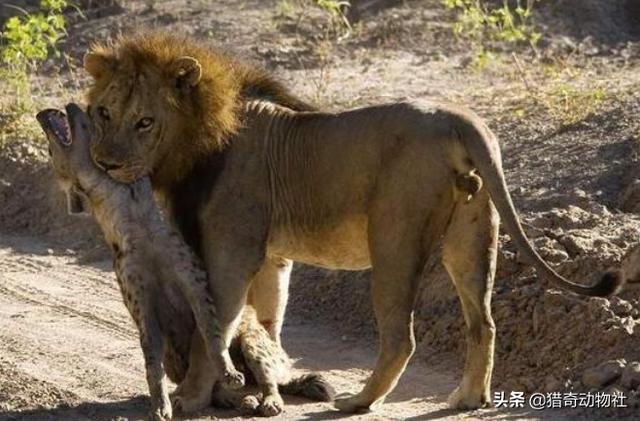 鬼獒咬死狮子图片:野生藏獒可以打的过野生大熊猫吗？