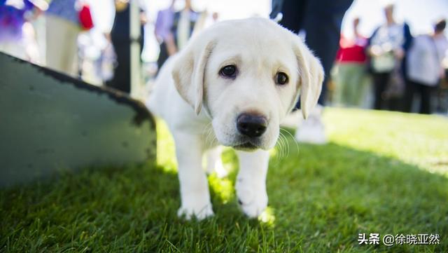 狗茎进入人体图:狂犬病病毒寄存在狗身上，为什么狗会没事？